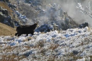 Chamois du Hohneck