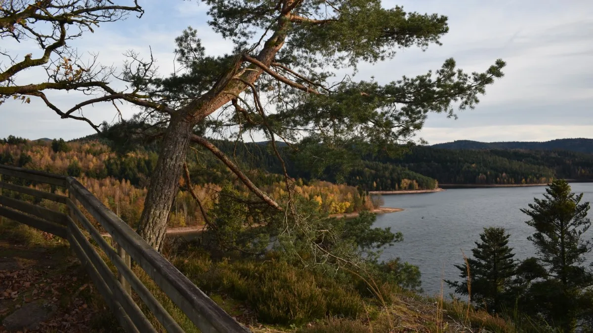 Belvédère en bois de la Roche des Corbeaux avec grand pin penché dominant le lac de Pierre-Percée dans la forêt lorraine