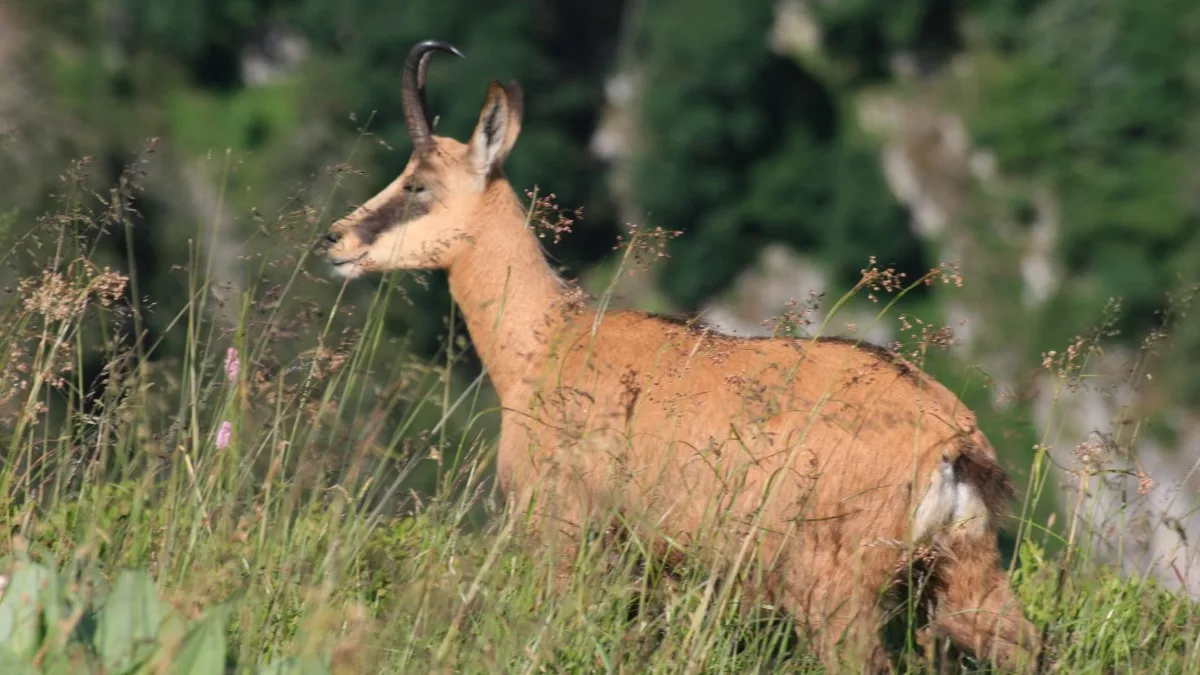 Un chamois sur les chaumes en été sur les sommets de La Bresse.