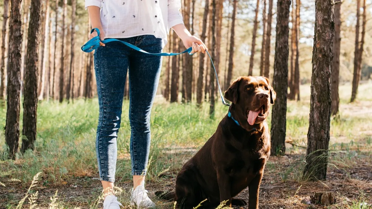 Chien tenu en laisse sur un sentier forestier dans les Vosges